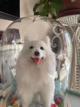 A cherished companion